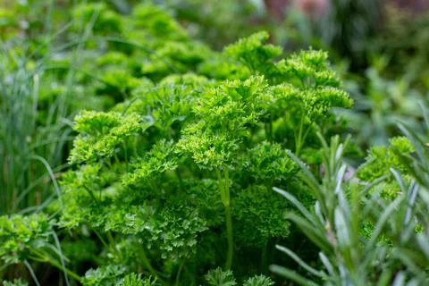 Herb bed Stock Photos
