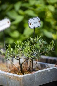 Herb bed Stock Photos