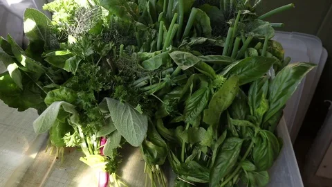 HERB BUNDLES Video stock 102742735