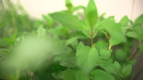 Herb Close Up Vidéo 46847912