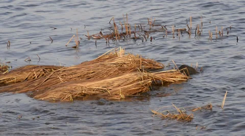 Herb Close in the River Stock Footage 33765172