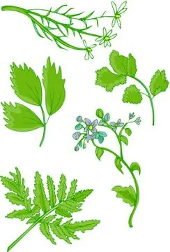 Herb collection Stock Illustration