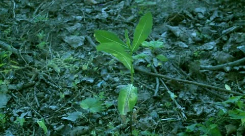 Herb in dry land Stock Footage 11216672