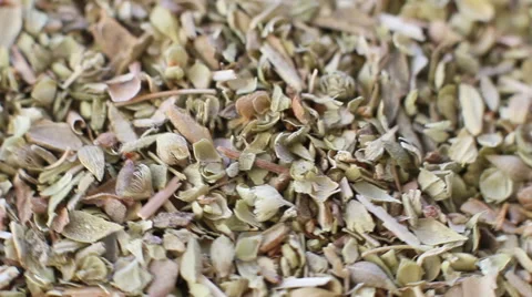 Herb Elderberry Stock Footage 43206119