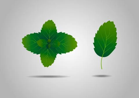 Herb element. Summer fresh green mint leaves Illustrazione stock
