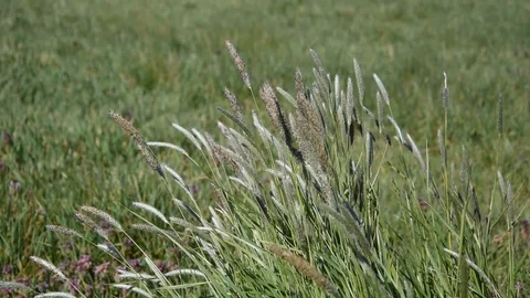 Herb in the field Stock Footage 127719076