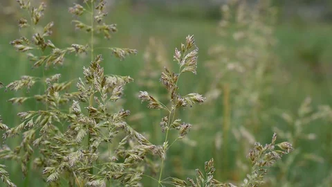 Herb in the field Stock Footage 128709111
