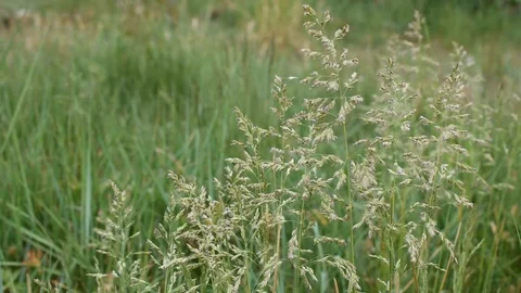 Herb in the field Stock Footage 128877438
