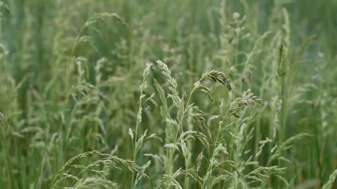 Herb in the field Stock Footage 129155397