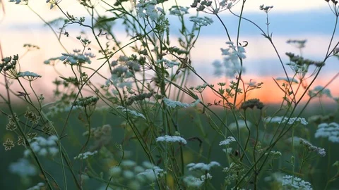 Herb Field On Sunset at summer 4k Video stock 81652946