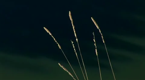 Herb Stock Footage 10814593