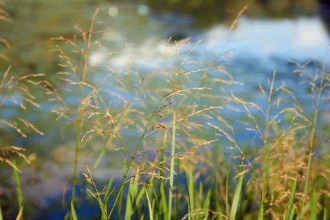 Herb at forground Stock Photos