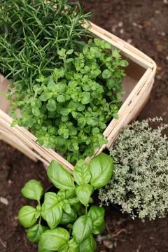 Herb garden Stock Photos