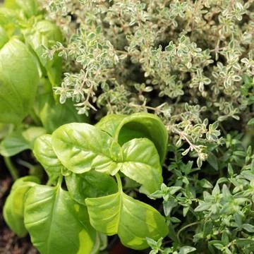 Herb garden Stock Photos