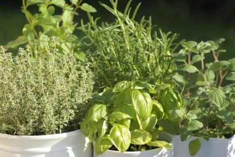 Herb garden Stock Photos