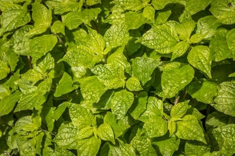 Herb Garden Stock Photos