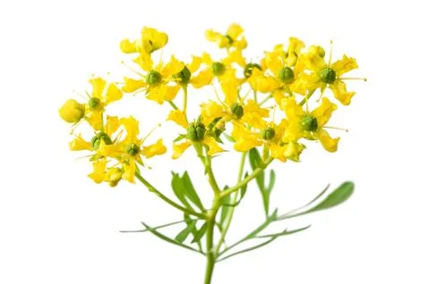 Herb of Grace Stock Photos