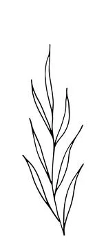 Herb. Hand drawn vector herb in doodle style outline Illustrazione stock