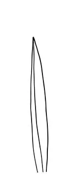 Herb. Hand drawn vector herb in doodle style outline Stock Illustration