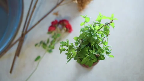 Herb kitchen display. Rustic herb arrangement on counter. Cozy kitchen scene Stock Footage 346404421