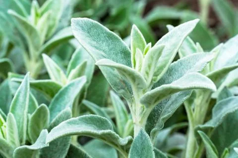 Herb Lambs ear Stock-Fotos