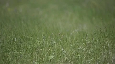 Herb Meadow Stock Footage 69735938