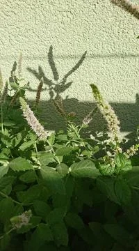 Herb menta Stock Photos