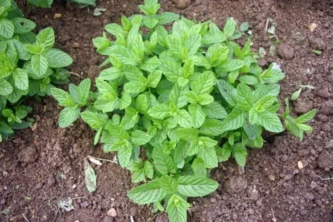 Herb mint Stock Photos