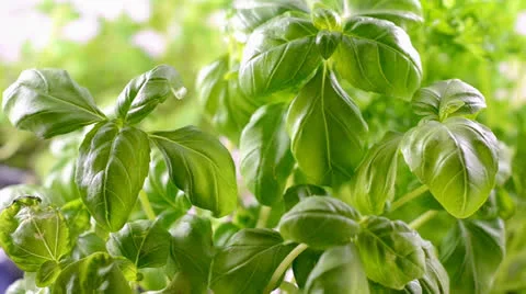 Herb oregano Stock Footage 23157884
