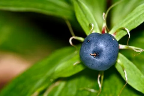 Herb Paris Stock Photos