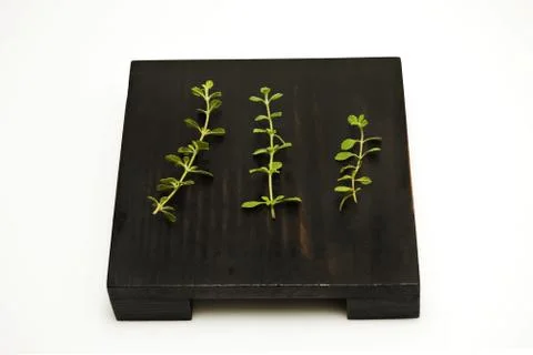 Herb Stock Photos