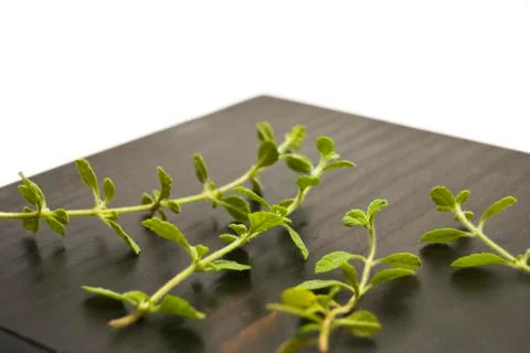 Herb Stock-Fotos