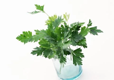 Herb Stock Photos