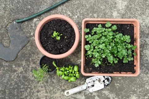 Herb plants Stock Photos