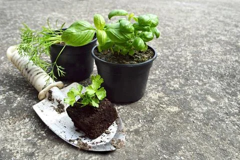 Herb plants in pots Foto stock