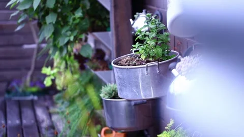Herb in pot Video stock 293956835