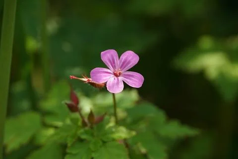 Herb Robert in Bloom Foto stock