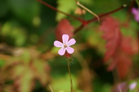 Herb Robert in Bloom Foto stock