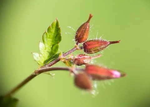 Herb Robert Buds 스톡 사진