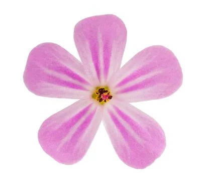 Herb Robert flower head Stock Photos