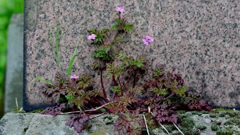 Herb-Robert, Geranium robertianium, growing on a gravestone. Spring. UK Stock Footage 334129847