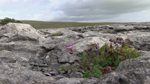 Herb Robert Geranium robertianum Flowers Growing in a Limestone Karst Landsca Stock Footage 115431817