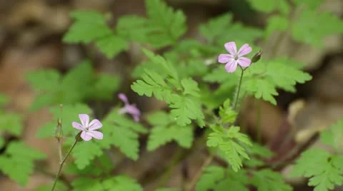Herb robert (Geranium robertianum) Stock Footage 18080031