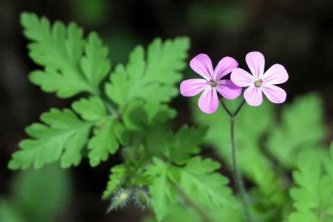 Herb Robert - Geranium robertianum Stock Photos