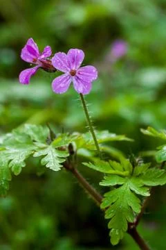 Herb Robert (Geranium robertianum) Stock Photos