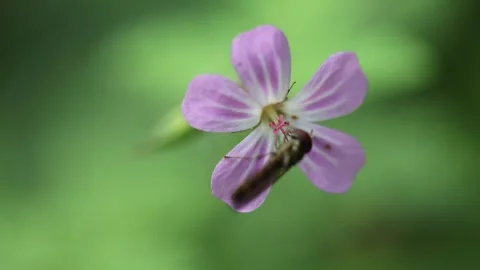 Herb Robert Hoverfly Stock Footage 247483821