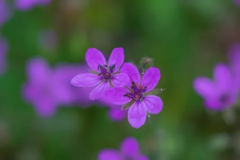 Herb-Robert or Red robin, Geranium robertianum macro green background Stock Photos