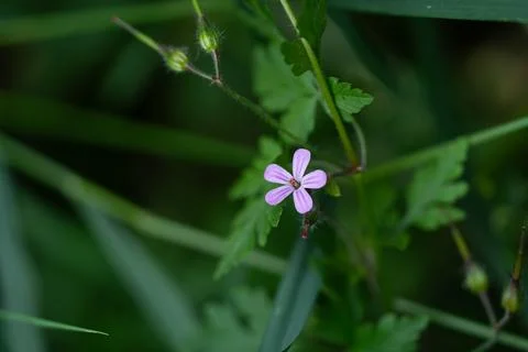 Herb Robert Stockfoto's