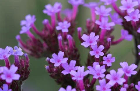 Herb Robert quiet beauty. Stock Photos