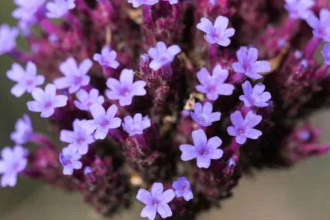Herb Robert quiet beauty. Stock Photos